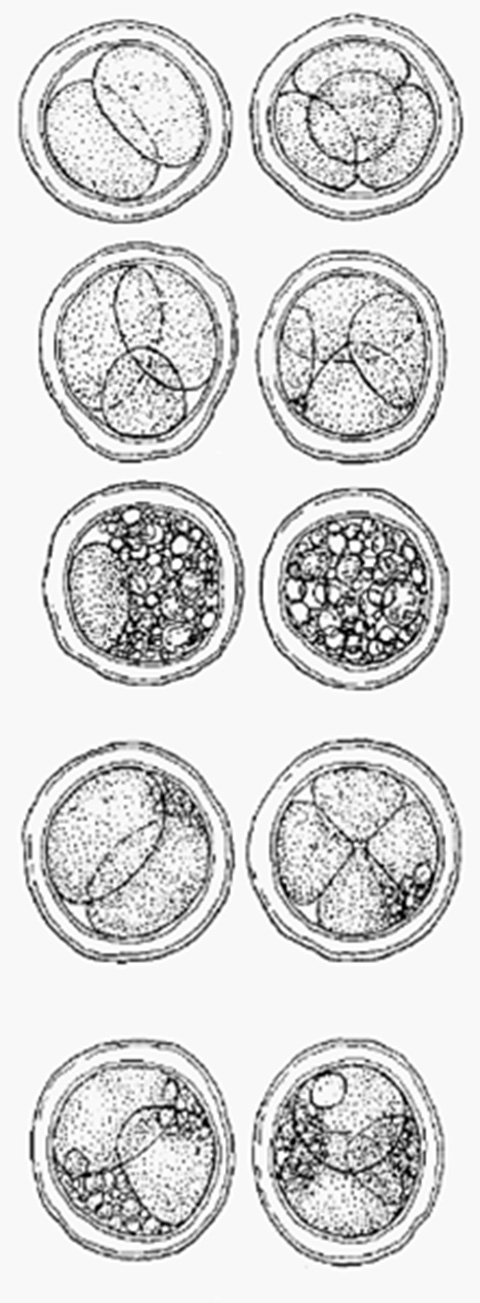 Unterschiedliche Embryomorphologie 
